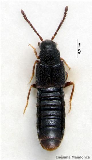 Heterota plumbea (Waterhouse, 1858)